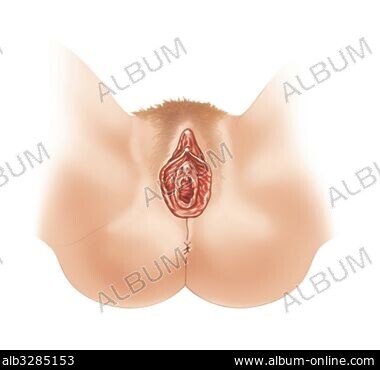 clitorisclitoris CLITORISES - Stockfotos, Illustrationen und Bilder - Album