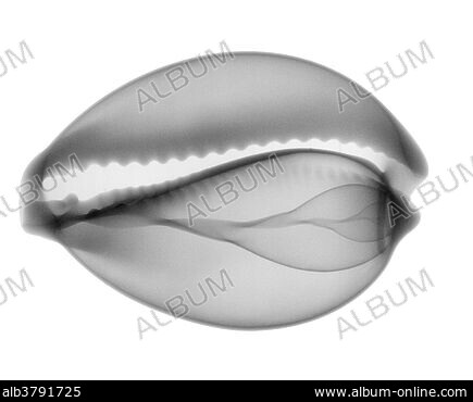 COWRIE - Stock Photos, Illustrations and Images - Album