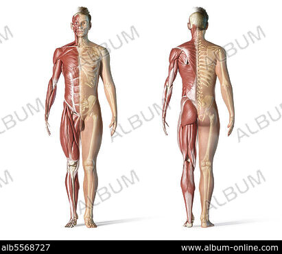 Female muscles, split skin layer, back view on white bckground. - Album  alb3888928