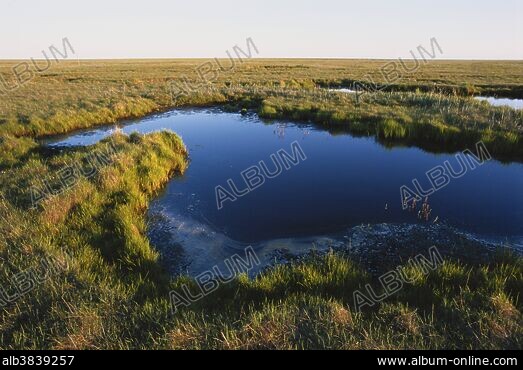 COASTAL BIOME - Stock Photos, Illustrations and Images - Album, image size:523x370