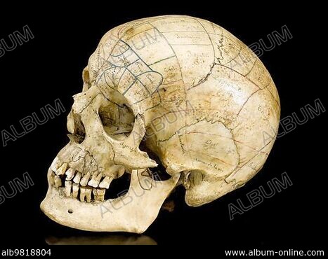 Authentic Human Skull-Life Size Replica Aged Relic -Earth Brown