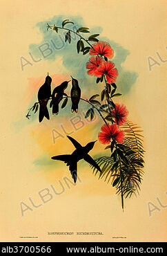 H. C - Stock Photos, Illustrations and Images - Album