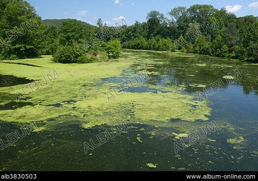 CYANOPHYTA - Stock Photos, Illustrations and Images - Album CYANOPHYTA - Stock Photos, Illustrations and Images - Album
