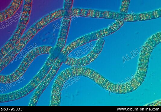 CYANOPHYTA - Stock Photos, Illustrations and Images - Album