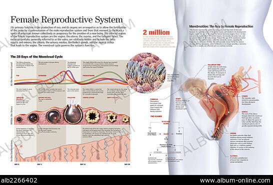 Vagina visual data 4