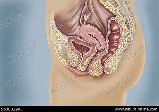 clitorisclitoris 