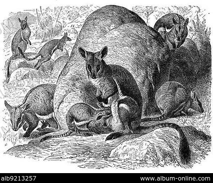Red-Necked Wallaby | Our Animals | Oakvale Wildlife