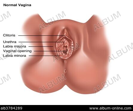 Eng katta labiya, eng katta klitoris Eng katta labiya, eng katta klitoris