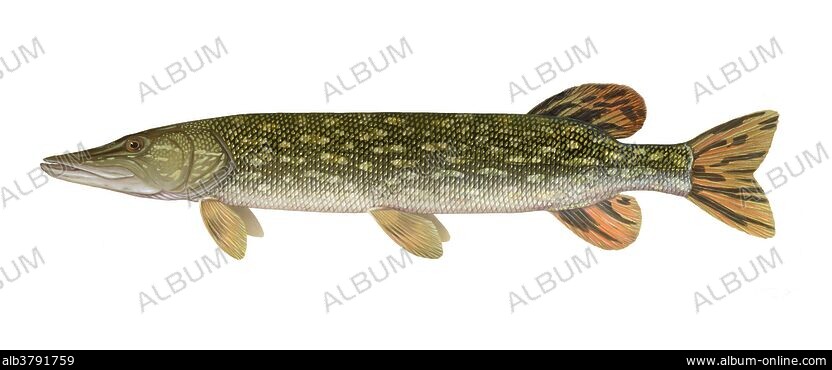 ESOX LUCIUS - Stock Photos, Illustrations and Images - Album