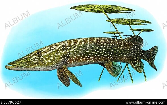 ◇美術品◇Blue Fish Gold◇Esox Lucius◇23cm◇希少◇