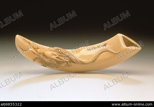 Various Wild Boar Tusks