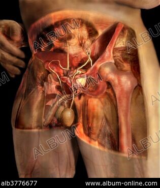 ANTERIOR-LATERAL - Stock Photos, Illustrations and Images - Album