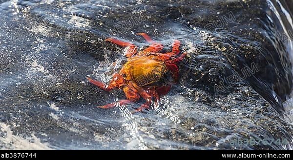 Red Rock Crab (Grapsus grapsus) on a rock in the surf, San Cristóbal Island, Galápagos Islands, Ecuador, South America.