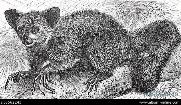 Fingertier oder Aye-Aye (Daubentonia madagascariensis) ist eine Primatenart aus der Gruppe der Lemuren, digital restaurierte Reproduktion einer Originalvorlage aus dem 19. Jahrhundert.