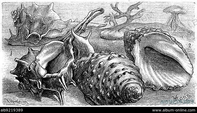 1. purpura haemastoma, red-mouthed limpet or red-mouthed rock snail is a species of snail in the family of spiny snails 2. purpura lapillus, northern purple snail, northern limpet or the limpet is a snail in the family of spiny snails, Historic, digitally restored reproduction from a 19th century original.