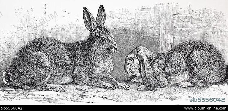Flämisches Riesenkaninchen und Widder, Historisch, digital restaurierte Reproduktion einer Originalvorlage aus dem 19. Jahrhundert.
