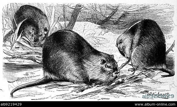 Nutria (Myocastor coypus), also called beaver rat or rarer swamp beaver, nutria, tail rat or coypu, nutria, also known as the coypu, Historic, digitally restored reproduction of a 19th century original, exact original date not known.