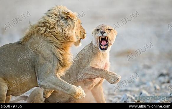 African Lions ( Panthera leo), adult male and female, courtship behavior, Etosha National Park, Namibia, Africa.