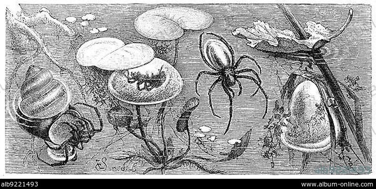 Insects, Common diving bell spider (Argyroneta aquatica), Historic, digitally restored reproduction from a 19th century original.