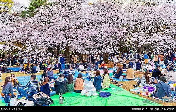 Japanese picnic under cherry blossoms in Yoyogi Park at Hanami Fest, Shibuya District, Shibuya District, Tokyo, Japan, Asia.