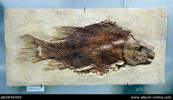 Fossil specimen of Scheenstia (lepidotes maximus), Naturkundemuseum, Natural history museum, Berlin, Germany, Europe.