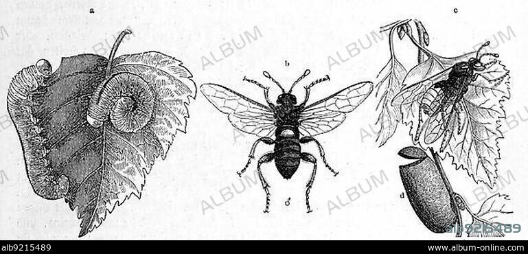 Insects, white button horned wasp, Cimbex betulae, with larvae and pupa case, Historic, digitally restored reproduction from a 19th century original.