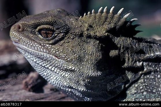 Tuatara (Sphenodon punctatus), portrait.