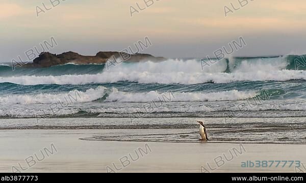 Yellow-eyed penguin, Hoiho (Megadyptes antipodes) coming out of the water at the beach, Sandfly Bay, Dunedin, Otago, Otago Peninsula, South Island, New Zealand, Oceania.