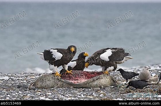 Steller's Sea-eagle (Haliaeetus pelagicus), three adults, feeding at dead seal carcass, Shiretoko Peninsula, Hokkaido, Japan, Asia.
