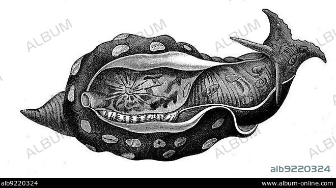 Marbled sea hare, Aplysia depilans is a very large marine snail of the genus Aplysia from the order of hind gastropods, Historic, digitally restored reproduction from a 19th century original.