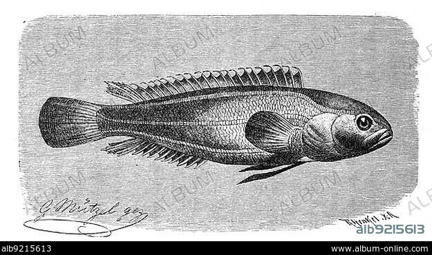 Fish, skewbill, New Zealand dragonhead, Acanthoclinus littoreus, a roundhead fish of the genus Acanthoclinus, Historic, digitally restored reproduction from a 19th century original.
