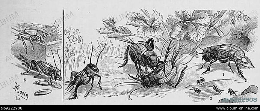 Insects, 1-4. field cricket (Gryllus campestris), 5. house cricket (Gryllus domesticus), Historical, digitally restored reproduction from a 19th century original.
