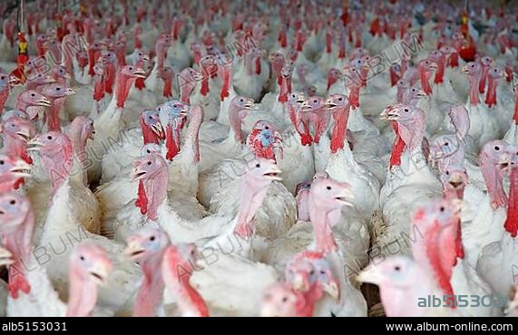 Animal husbandry - turkey (Meleagridinae).