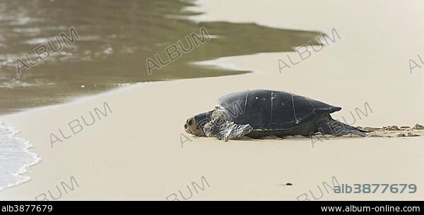 Green Sea Turtle or Pacific Green Turtle (Chelonia mydas japonica) on the way to the sea, Floreana, Galápagos Islands, Ecuador, South America.