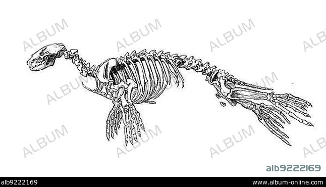 Skeleton of the harbour harbor seal, a member of the harbour seal (Phoca vitulina) family common in all north temperate seas, Historic, digitally restored reproduction of a 19th century original, exact original date unknown.