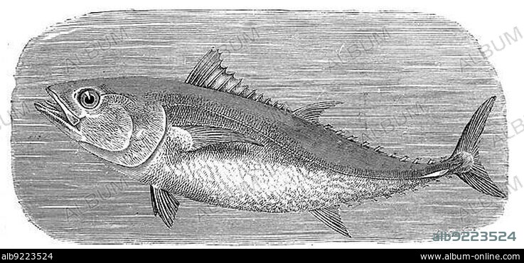 Fish, bluefin tuna, also called big tuna, atlantic bluefin tuna (Thunnus thynnus) or bluefin tuna, a species of tuna, Historical, digitally restored reproduction from a 19th century original.