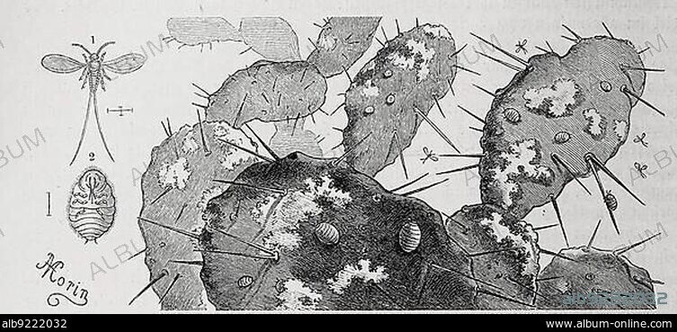 Insects, cochineal (Coccus cacti), on a cactus leaf, Historical, digitally restored reproduction from a 19th century original.