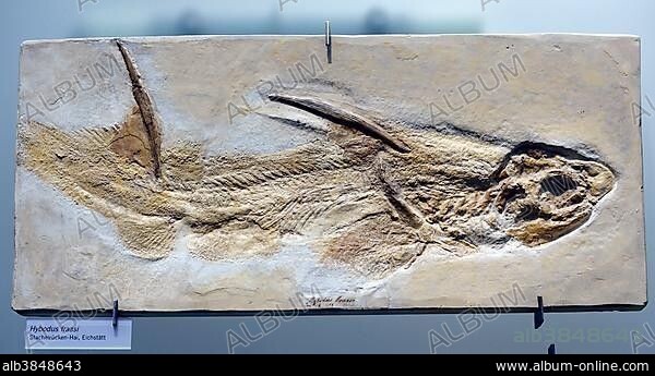 Fossil of a humped tooth shark (Hybodus fraasi), Naturkundemuseum, Natural history museum, Berlin, Germany, Europe.