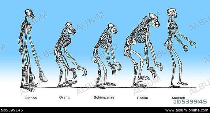 Comparison of the skeletons of a Gibbon, Orang, Gorilla and a man, anatomy, evolution of mankind, relation between mankind and ape, theorie of evolution.
