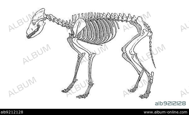 Skeleton of the gray wolf (Canis lupus), Historical, digitally restored reproduction of an original from the 19th century, exact original date unknown.