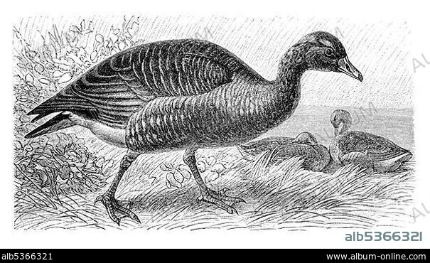 Greylag goose (Anser ferus), historical illustration, Meyers Konversations-Lexikon encyclopedia, 1897.