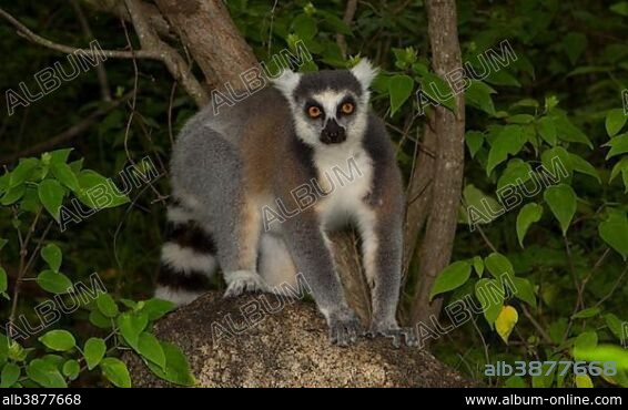 Ring-tailed Lemur (Lemur catta) in a dry forest near Ambalavao, Southern Highlands, Madagascar, Africa.