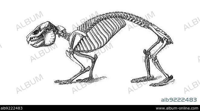 Skeleton of the Rock Hyrax (Procavia capensis), sometimes also called Wüstenschliefer or Klippdachs, Historic, digitally restored reproduction from an 18th century original.