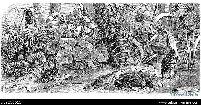 Insects, variegated oil beetle, Meloe variegatus, egg-laying female in front, on the bees and in the flowers the first larval form, the second left in the cocoons, Historic, digitally restored reproduction from a 19th century original.