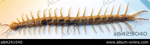 Scolopendra morsitans (Giant Centipede) Tanzanian blue ringleg or red-headed centipede, is a species of centipede in the family Scolopendridae. Dated 1758.