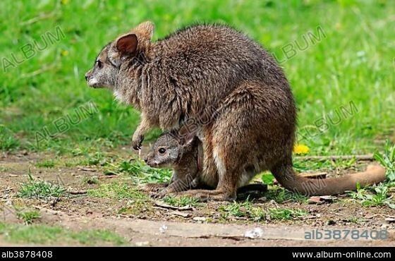 Parma wallaby (Macropus parma), dam with young animal, young animal looking out of bag, New South Wales, Australia, Oceania.