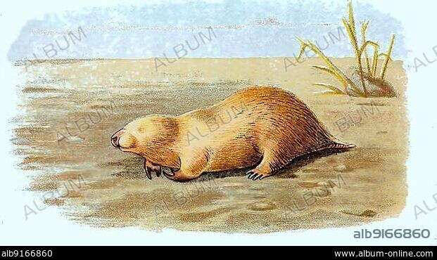 Southern marsupial mole (Notoryctes typhlops), Marsupial mole, digitally restored reproduction of a 19th century original.