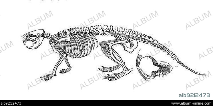 European beavers (Castor fiber), also called Eurasian beaver, is the largest rodent in Europe, Eurasian beaver, or European beaver, Historic, digitally restored reproduction of a 19th century original, exact original date unknown.