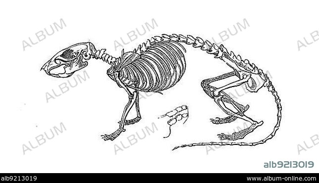 Skeleton of Norway rat, Historical, digitally restored reproduction of an original from the 19th century, exact original date not known century.