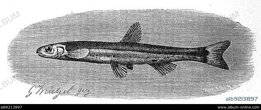 Fish, Angola cneria, Eared fish, Kneria angolensis, Historical, digitally restored reproduction from a 19th century original.